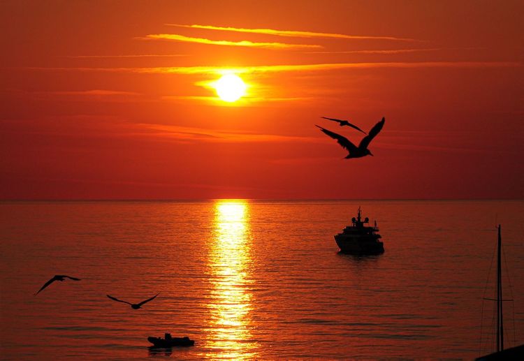 Silhouette of birds flying over sea during sunset