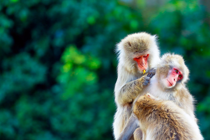 Close-up of monkeys