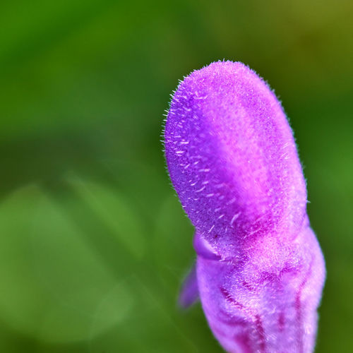 Close-up of pink crocus flower