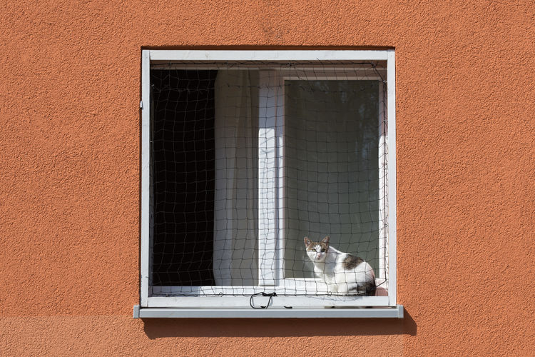 Side view of domestic cat sitting on a window sill behind a safety net enjoying the sun