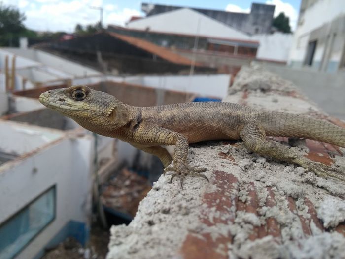 Close-up of a lizard on a wall