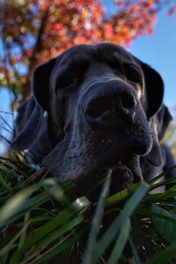 Close-up portrait of dog against trees