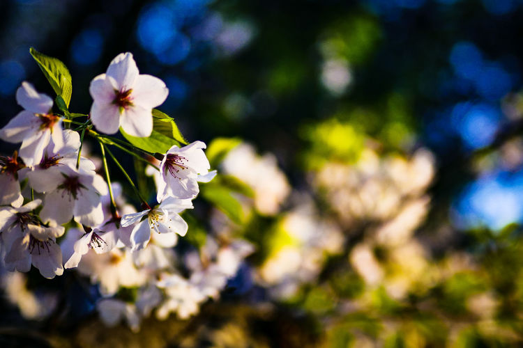 Close-up of white flowering tree