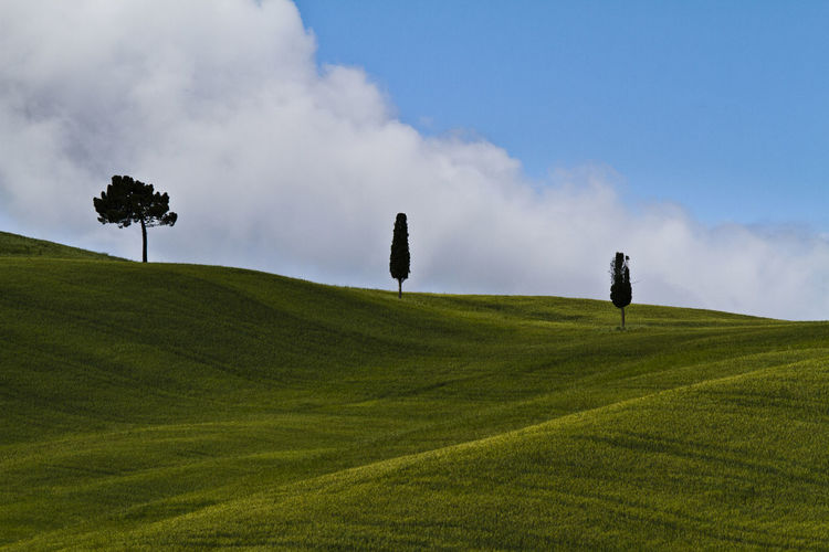 Scenic view of  tres over a green hill against sky in tuscany
