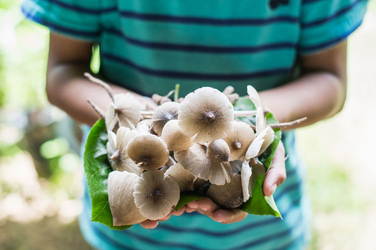 Fresh mushroom in the boy hands
