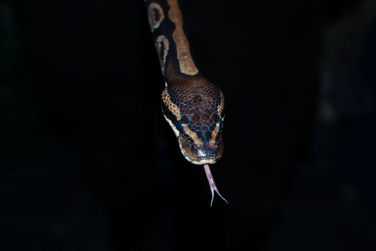 Close-up of snake at zoo