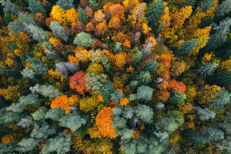 Aerial view of trees during autumn