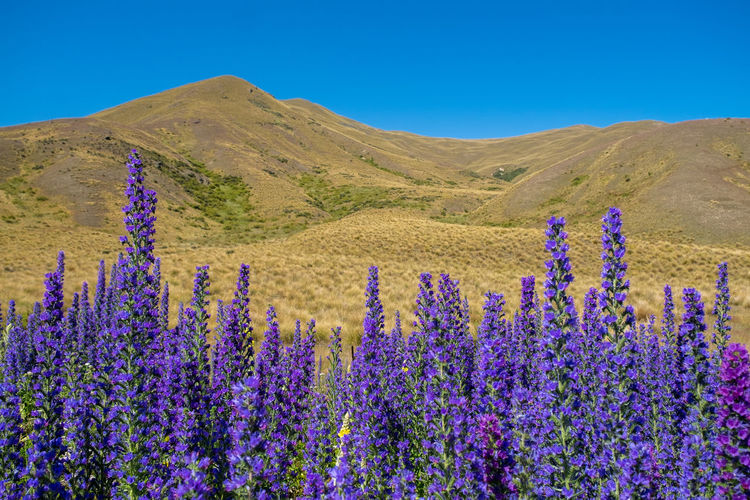 Purple flowering plants on landscape against blue sky