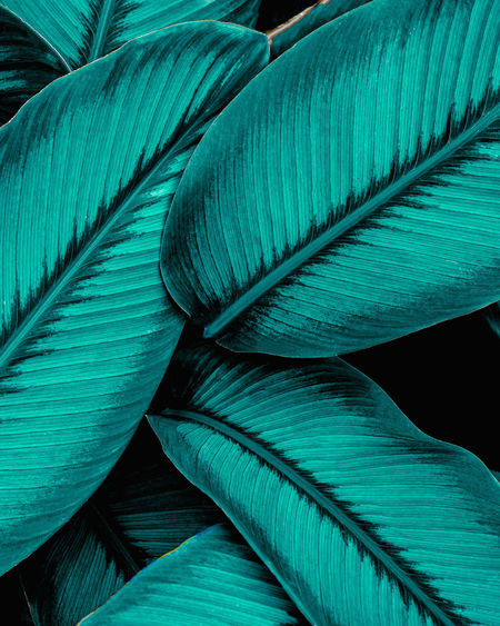 Closeup nature view of tropical leaf background, dark green wallpaper concept.