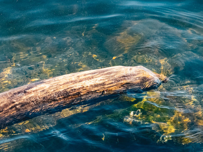 High angle view of drift wood in sea