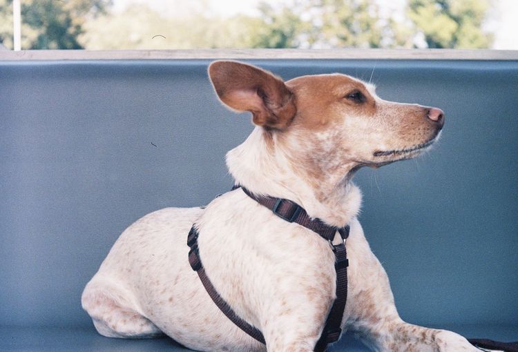 Close-up of dog