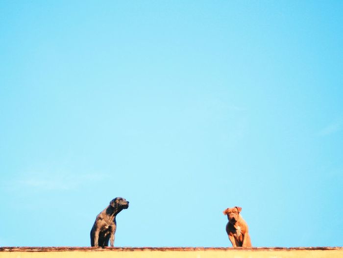 Low angle view of dogs sitting on wall against clear blue sky