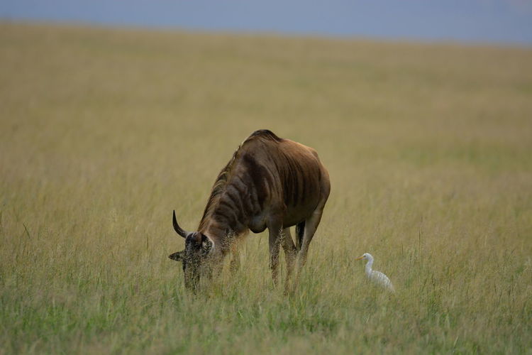 View of animal grazing on grass