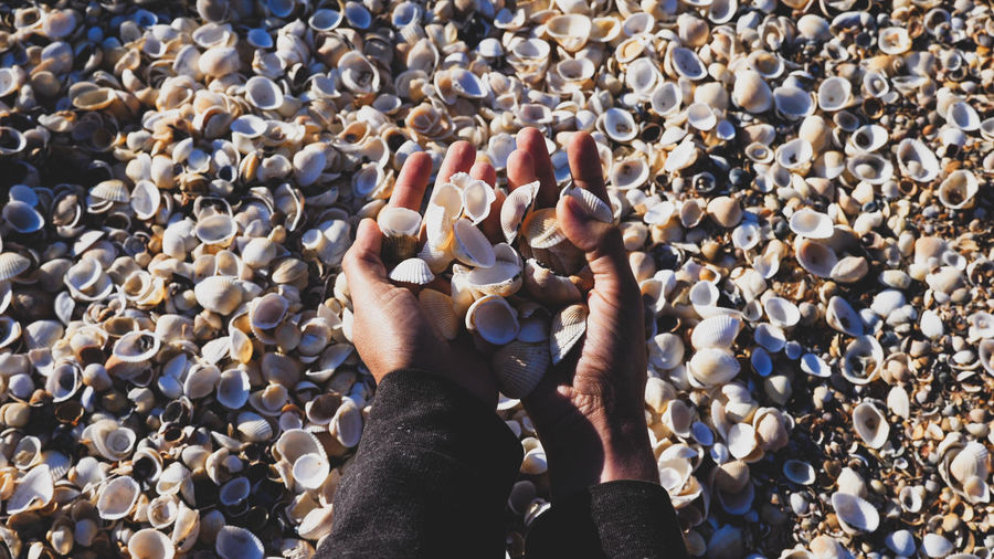 Cropped hands of person holding sea shells
