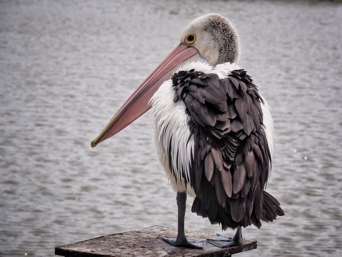 Close-up of pelican perching on lake