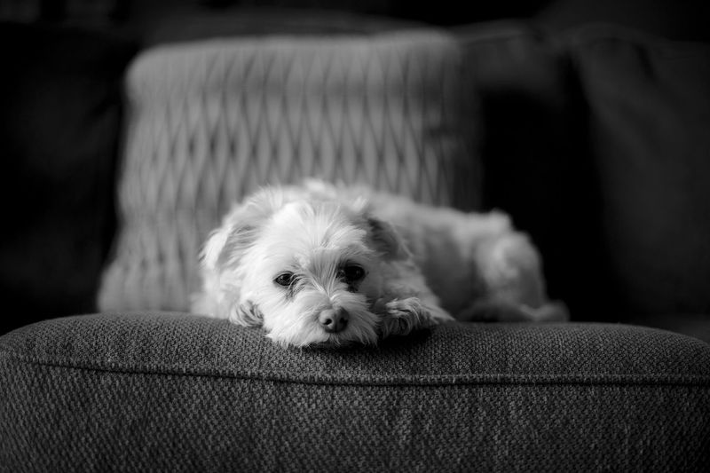 Portrait of dog relaxing on sofa at home