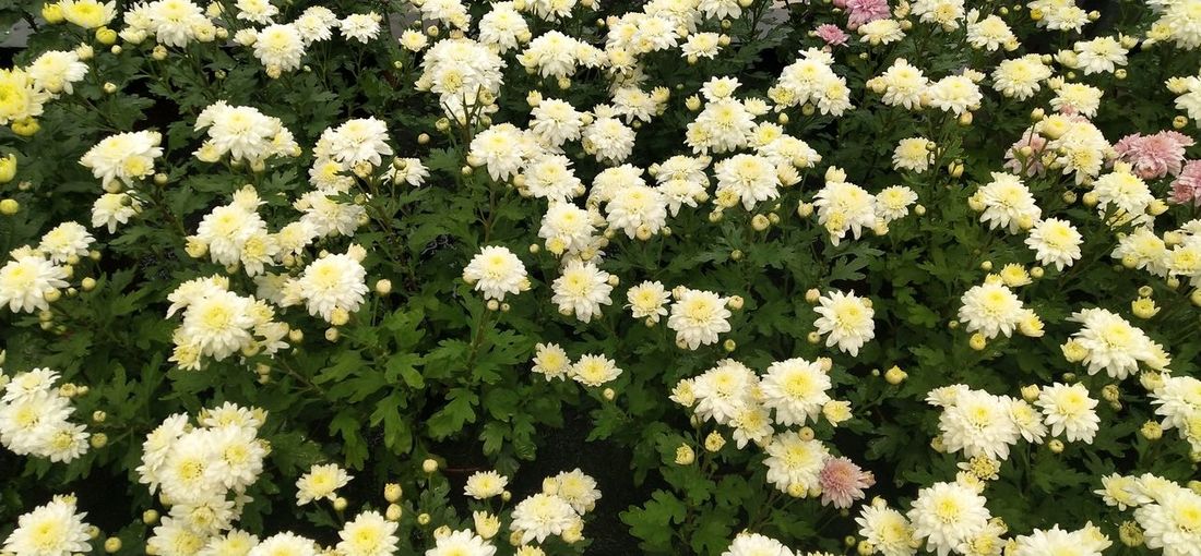 High angle view of white flowering plants on field