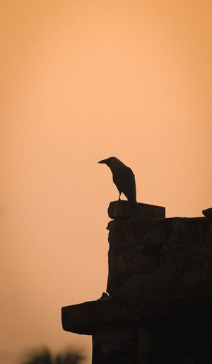 Silhouette bird on rock against orange sky