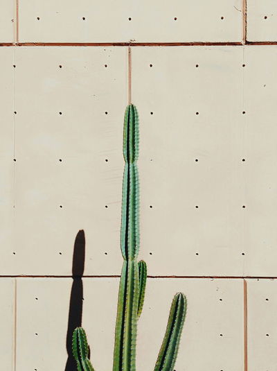 Cactus plant growing against wall