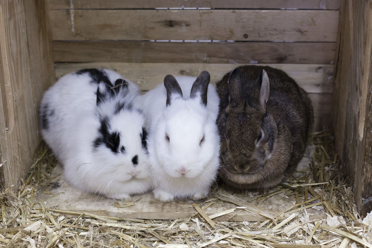 Frontal view of three cute rabbits huddling together in wooden hutch