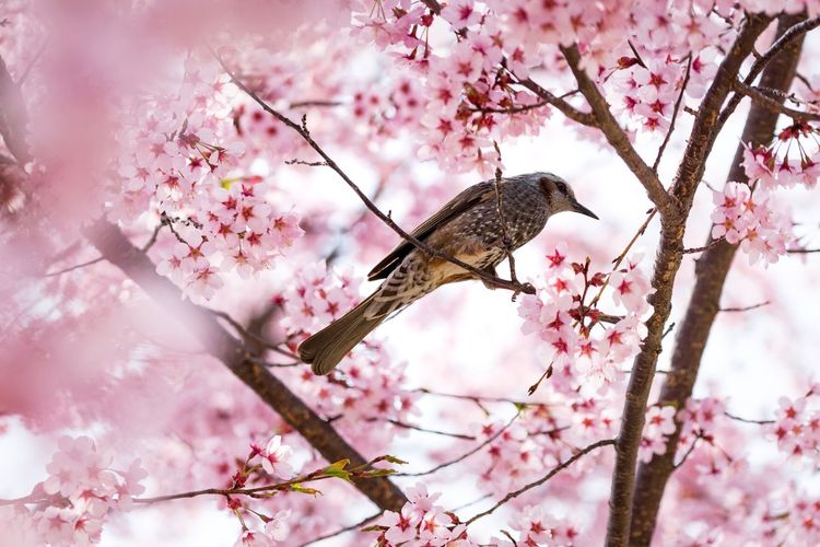 Low angle view of cherry blossoms in spring