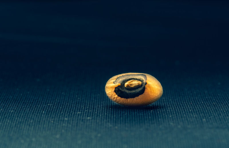 Close-up of shell on blue table