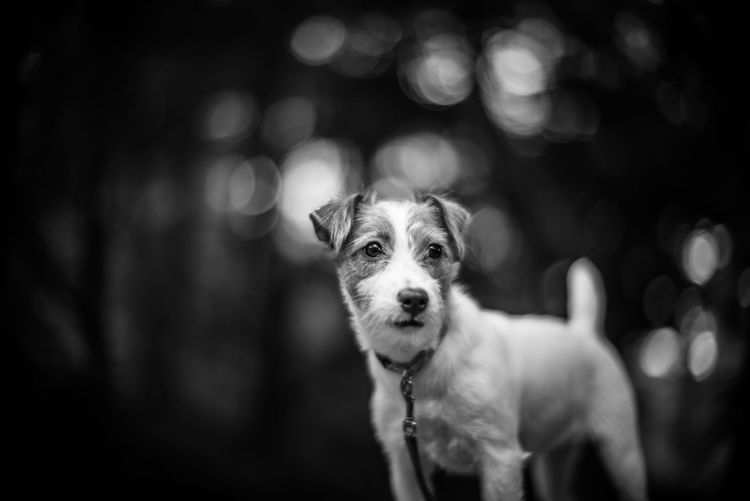 Jack russell looking away while standing