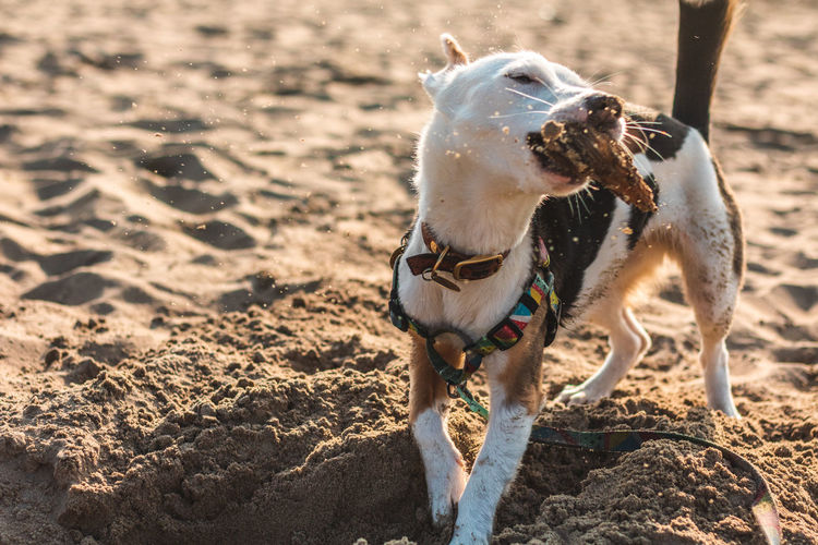 Dog playing on sand