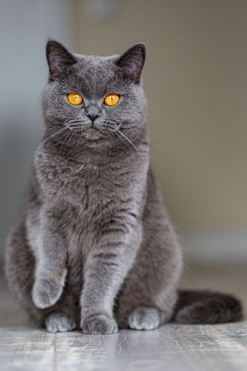 Gray cat with yellow eyes.