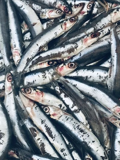 High angle view of anchovies