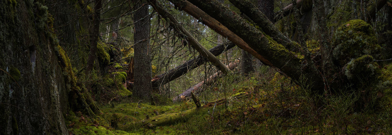 Scenic view of forest