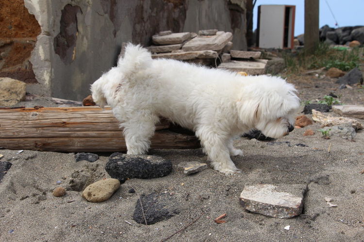 White dog lying on rock