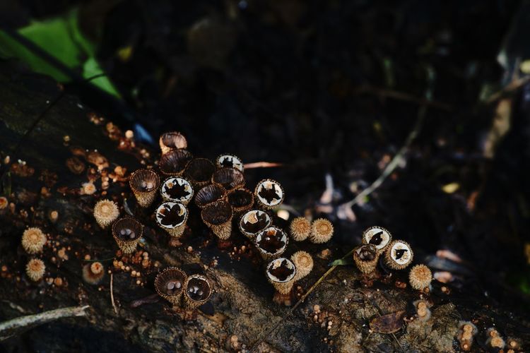 Cup fungi grow from decay wood