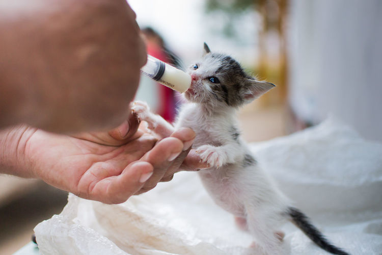 Close-up of a hand feeding kitten