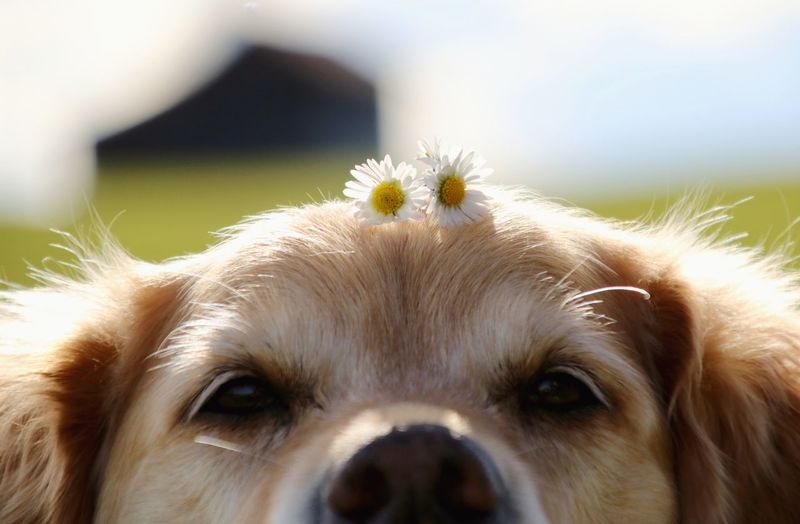 Cropped portrait of dog with white daisies on head