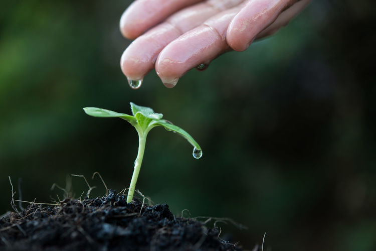 Close-up of person watering seedling