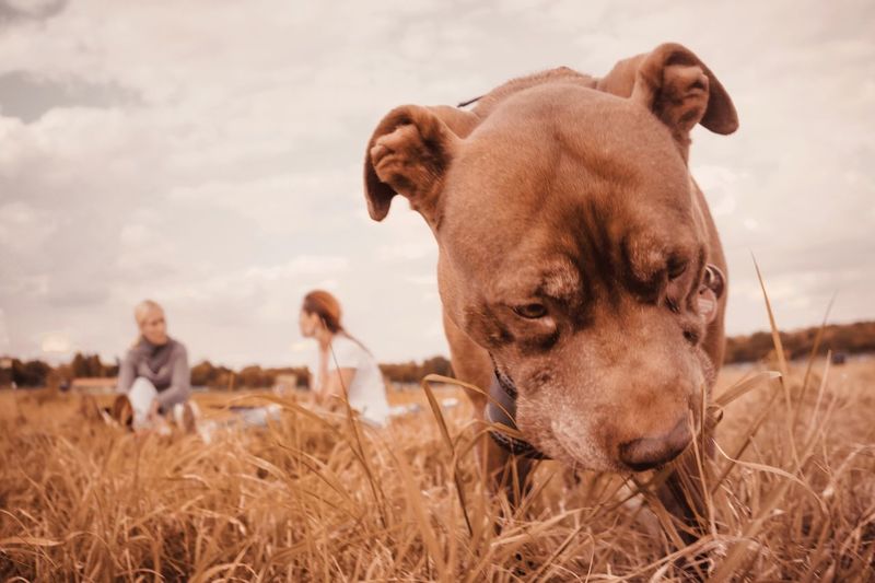 Close-up of dog on grassy field with friends in background against sky