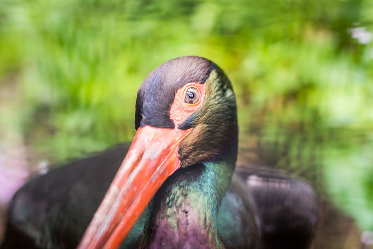 Close-up of black stork