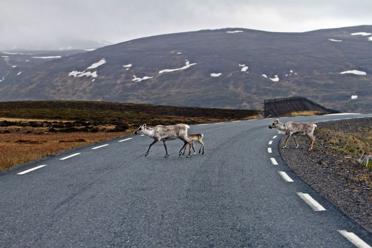 Family of reindeer walking on empty road by mountains during winter