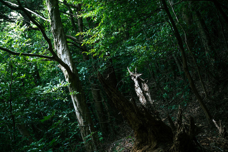 tree