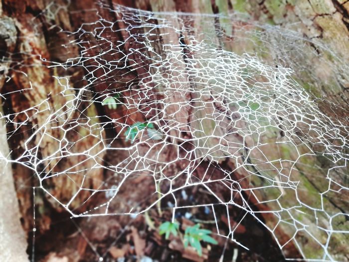 Close-up of spider web on a plant