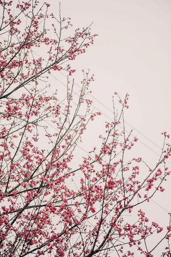 Low angle view of pink flower tree against clear sky