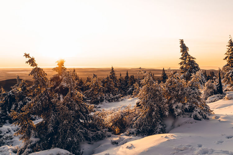 Plants on snow covered land against sky during sunset