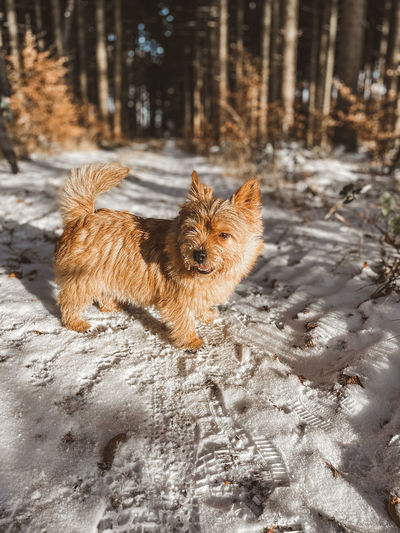 Dog walking in snowy woods