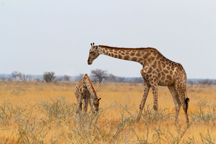Giraffe standing on field against sky