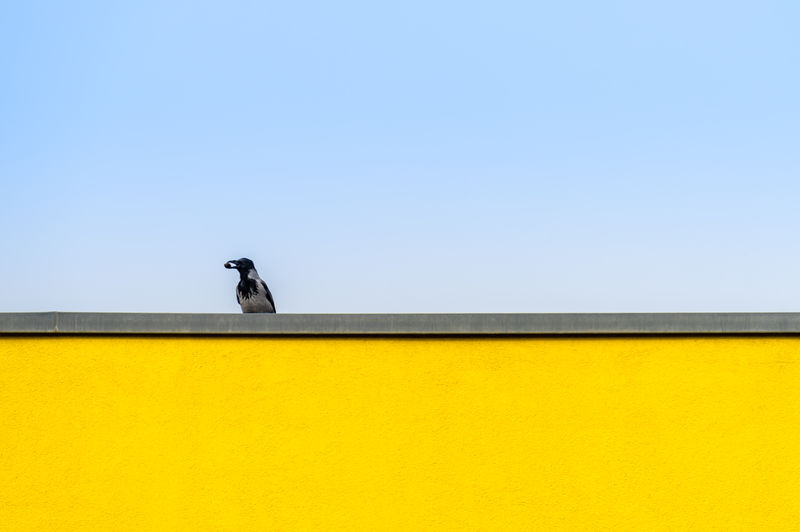 Low angle view of bird perching on yellow wall