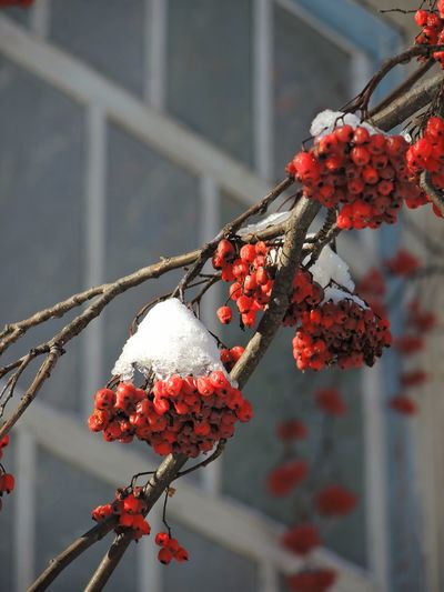 Close-up of red berries