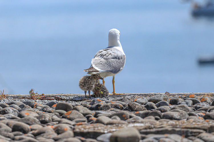 Seagull perching on rock at beach