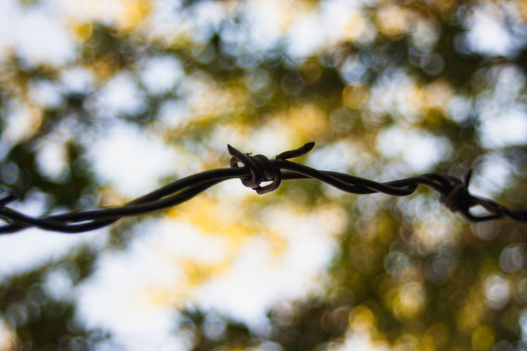 Close-up of barbed wire on fence