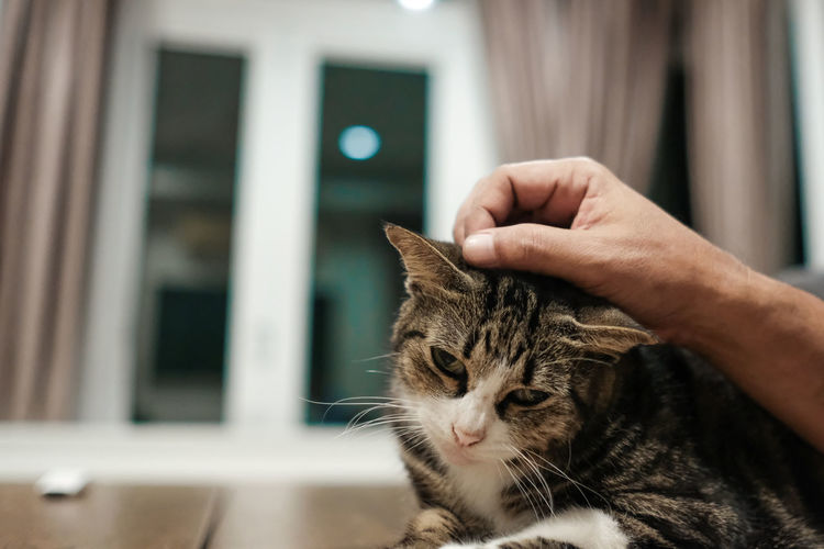 A hand cares a cat at home